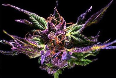 Harvesting Hints: Timing Your Granddaddy Purple Harvest for Maximum Potency