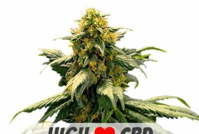 Focus on CBD Rich Strains: Understanding the Benefits & Growth of Harlequin