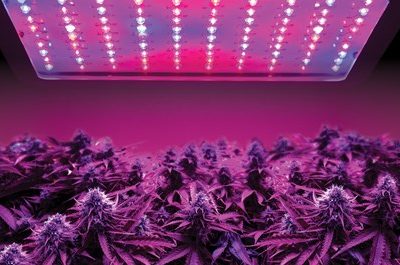 The Ultimate LED Setup for Growing Gold Leaf Strains