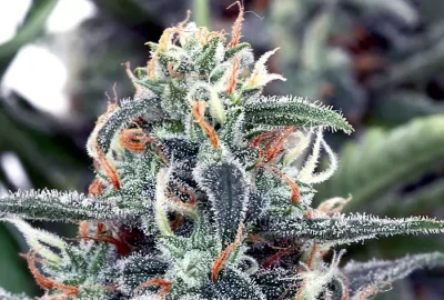 Boosting Buds: Enhancing White Widow Yield with Simple Techniques