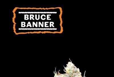 Beginners Start Here: Easy Steps for Growing Your First Bruce Banner Bud