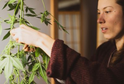 Home Growers Unite: Cultivating Your Own Critical Mass CBD-Rich Strain