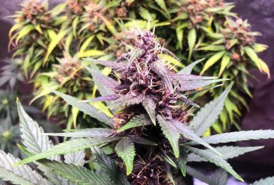 Top Nutrients to Boost Purple Kush Autoflower Plants