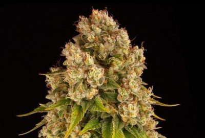 Grow Cheese Autoflowers Indoors vs Outdoors Guide