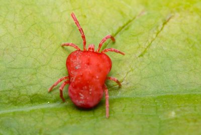 How to Identify Spider Mites in Your LSD Autoflower Garden